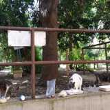 Ma � l�ora della pappa e la gattara deve preparare i croccantini. Cos� in men che non si dica viene raggiunta dai suoi pelosi amici